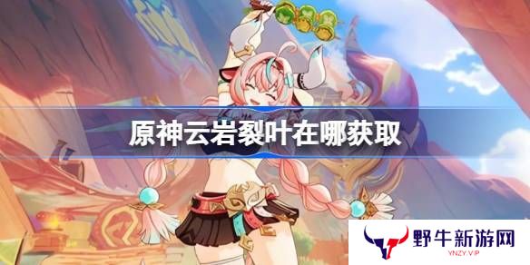 原神云岩裂叶采集路线分析 云岩裂叶位置分享[多图]图片1